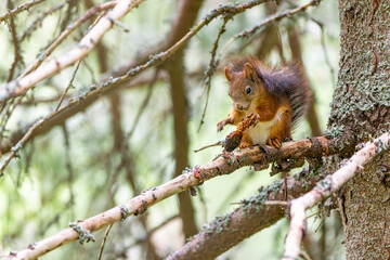 Eurasian red squirrel eating pine cone in Vysoke Tatry