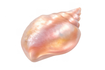 Seashell with iridescent pink and orange colors showing spiral structure, isolated on transparent background