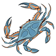 Highly detailed realistic blue crab vector illustration shown from a top view with natural blue and orange shell colors. Clean and sharp vector lines make this design perfect for seafood branding,