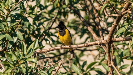 Naklejka premium Image of a black-capped yellow bird perched on a branch amidst green foliage.