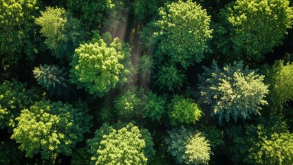Naklejka premium Aerial top view of a dense green forest canopy with sunlight. Lush trees and foliage in natural woodland. Nature background with copy space