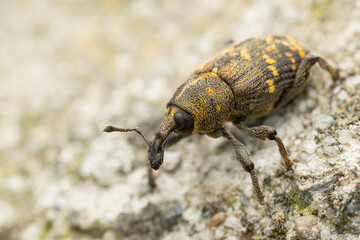 Large Pine Weevil (Hylobius abietis) macro on the base of a wind turbine, forest pest.