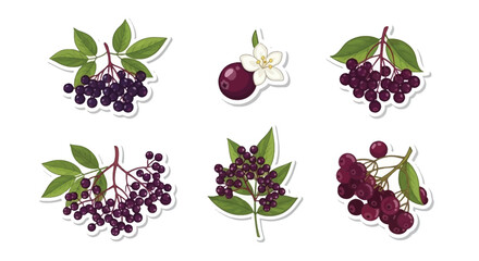 Illustrative collection of elderberry and white blossom branches and berry clusters © Proma