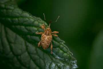 Acorn Weevil (Curculio venosus) macro view, snout beetle on leaf.