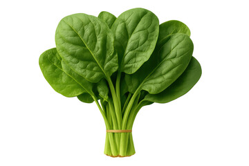 Fresh spinach bunch with green leaves and transparent background