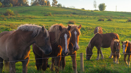 Horses standing in a field near a fence. Close-up of a group of horses on green grass.