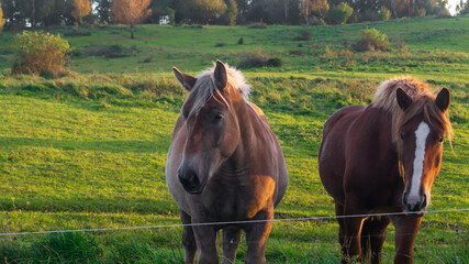 Horses standing in a field near a fence. Close-up of a group of horses on green grass.