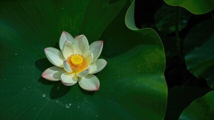 A white lotus flower with pink tips on a green lily pad.