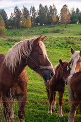 Horses standing in a field near a fence. Close-up of a group of horses on green grass.