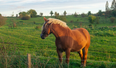 A brown horse stands by a fence in a green field with a blue cloudy sky