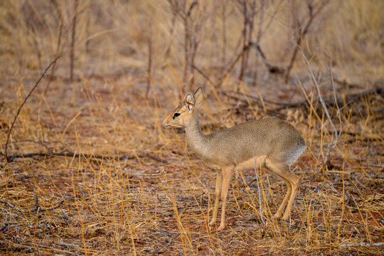 Dik dik de Kirk, Madoqua kirki,
