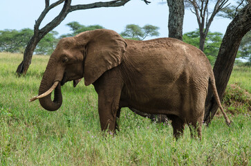 Fototapeta premium Eléphant d'Afrique