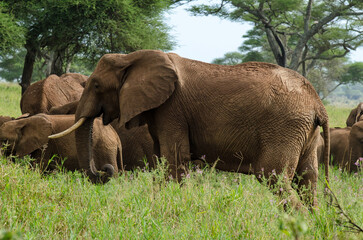 Fototapeta premium Eléphant d'Afrique