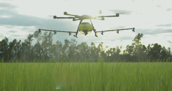 Agriculture drone flying against sunlight with sun flare on green rice paddy field spraying water, pesticides, fertilizers, chemicals and other inputs liquid