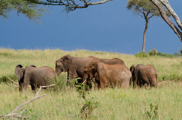 El&eacute;phant d'Afrique