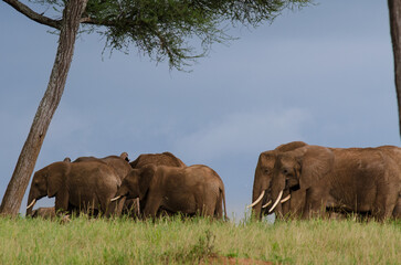 El&eacute;phant d'Afrique