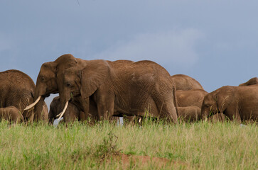 El&eacute;phant d'Afrique