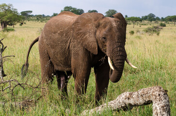 El&eacute;phant d'Afrique