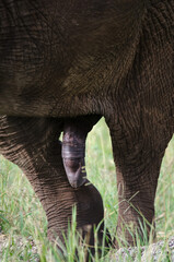 El&eacute;phant d'Afrique