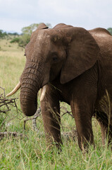 El&eacute;phant d'Afrique