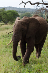 El&eacute;phant d&rsquo;Afrique, Loxodonta africana, parc national de Tarangire, Tanzanie