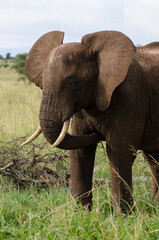 El&eacute;phant d'Afrique