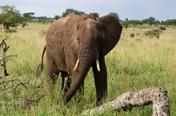 El&eacute;phant d'Afrique