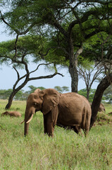 El&eacute;phant d'Afrique