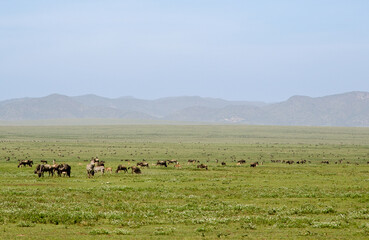 Gnou &agrave; queue noire