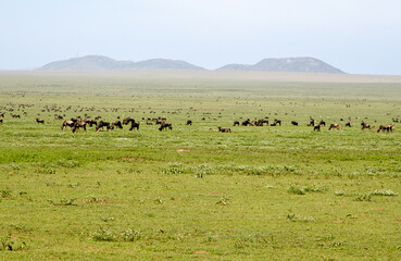 Gnou &agrave; queue noire