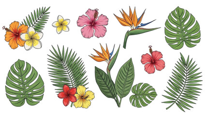Tropical flowers and leaves arranged in a decorative illustration on a white background