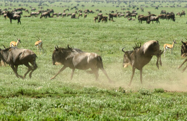 Gnou &agrave; queue noire