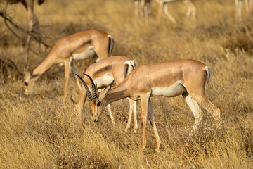 Gazelle de Grant, Gazella granti, Afrique de l'Est