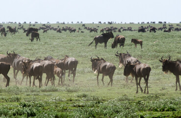 Gnou &agrave; queue noire