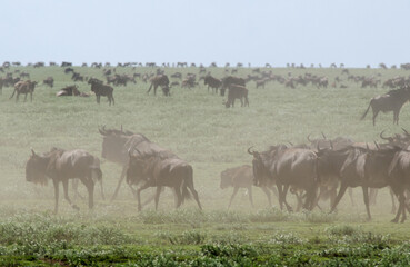 Gnou &agrave; queue noire