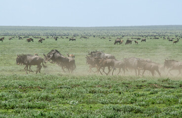Gnou &agrave; queue noire
