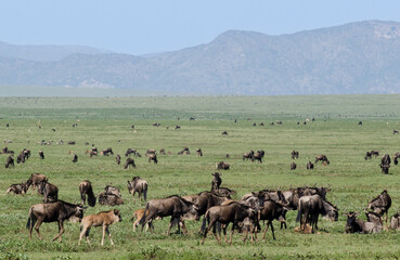 Gnou &agrave; queue noire