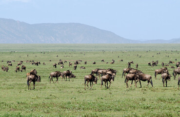 Gnou &agrave; queue noire