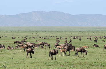 Gnou &agrave; queue noire