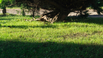 Grass in sunlight among shadows. Sunlight falls on the grass.