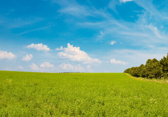 Fresh spring clover field and blue sky