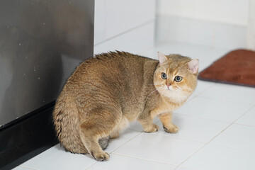 Curious cat with fluffy coat stands on tiled floor, gazing intently at its surroundings. warm tones...