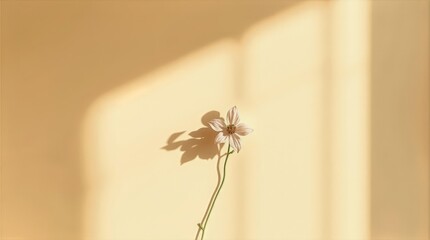 Minimal floral shadow scene for Valentine branding and content layouts