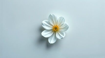 Minimal white floral background for Valentine content and editorial layouts