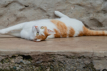 Playful Bicolor Cat Lying on Side with Paws Against Wall