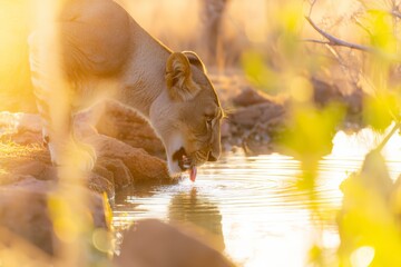 Lioness quenching thirst at tranquil sunset, wildlife photography in African savanna, nature conservation and animal behavior.