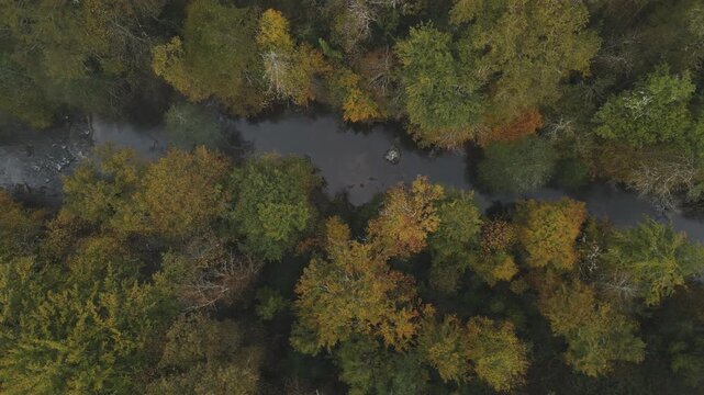 green hills and forest aerial fogg