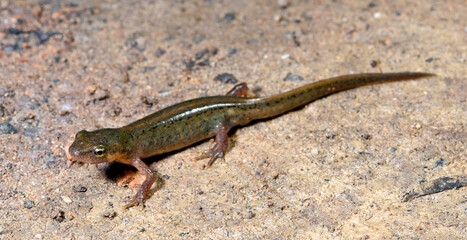 Portuguese smooth newt - female // Portugiesischer Teichmolch - Weibchen (Lissotriton maltzani) - Carrapateira, Portugal