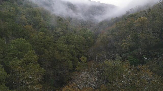 green hills and forest aerial fogg