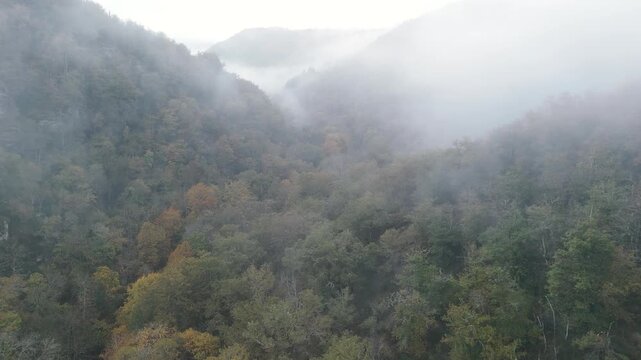 green hills and forest aerial fogg